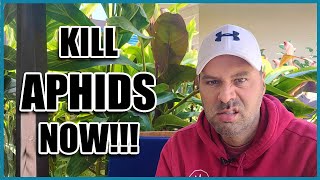 How to Get Rid of APHIDS [upl. by Koser]