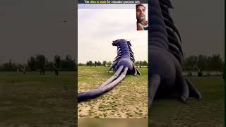 Chinese dragon kite 🪁🪁sorts video [upl. by Maillliw]