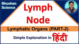 Lymph node Lymphatic Organ  Lymphatic System  in Hindi  Bhushan Science [upl. by Healy]