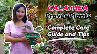 Paano alagaan ang Calathea  Prayer Plants Beginners care guide and tips  Indoor Plants [upl. by Lin]