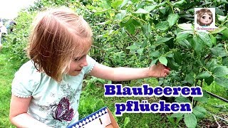 BLAUBEEREN PFLÜCKEN  Trecker fahren 🚜 Hannah wird ordentlich durchgeschüttelt [upl. by Maidie]