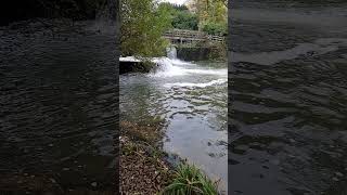 River Rother in slow motion vloggerriver rother flowing flow slowmotion slowmotionvideo [upl. by Ariaek141]