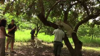 Île Maurice  Casela Marche avec les Lions [upl. by Federico]