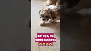 Dog training commandsdoglover bestguarddog yourpet pets guarddogbreeds love cute guardog [upl. by Lela]