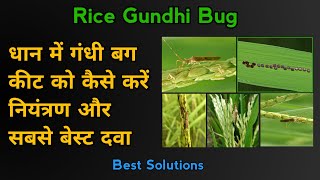 Gundhi Bug in Paddy  धान में गंधी बग कीट को कैसे करें नियंत्रण और सबसे बेस्ट दवाएं Rice Gundhi Bug [upl. by Eendyc247]