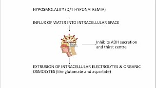 Hyponatremia  an EASY explanation [upl. by Temhem705]