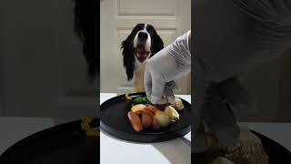 Enjoy your meal puppy springerspaniel dogeat dogfood dogeating dogfooding puppyeating [upl. by Orlosky711]