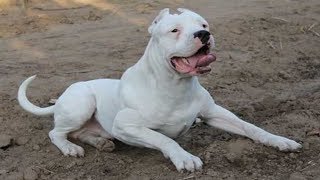 Para los amantes de Dogo Argentino 🔥 Extrema y linda recopilación de videos de Dogo Argentino [upl. by Wilfreda]