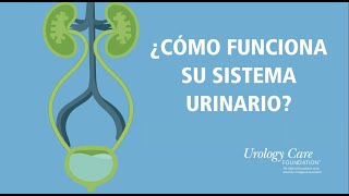 ¿Cómo Funciona Su Sistema Urinario  Urology Care Foundation [upl. by Nwahsram]