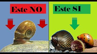 El CARACOL que todos QUEREMOS en nuestro acuario🐌🐌🐌 [upl. by Lomax]