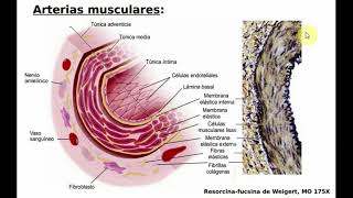 Histología NCR  T14  Vasos Sanguineos [upl. by Sucrad]