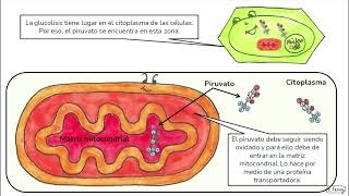 04 Oxidación piruvato 2º Bachillerato [upl. by Acacia367]