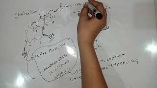 Cholesterol And Enterohepatic Circulation Of Bile Lipids Biochemistry 1st Year MBBS Lecture 4 [upl. by Bartlett931]