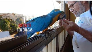 Guacamayas Caraqueñas  Un rato con guacas [upl. by Adolf]