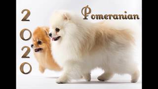 Pomeranian Kalender 2020 [upl. by Suehtomit]