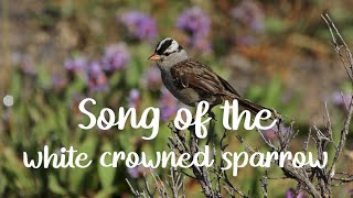 Song of the White Crowned Sparrow [upl. by Alliw368]