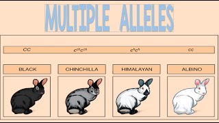 Multiple Alleles  Biology Animation [upl. by Adnolrehs888]