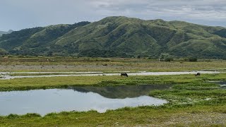 Gabaldon Nueva Ecija š‡µš‡­ Brixx Venturi 500 [upl. by Gleda564]