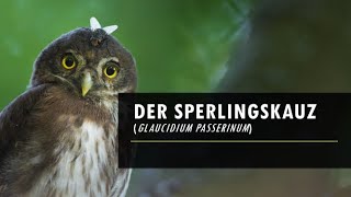 Der Sperlingskauz  Steckbrief  Die Eulen Europas [upl. by Aneryc]