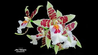 Orquídea Odontoglossum [upl. by Norine]