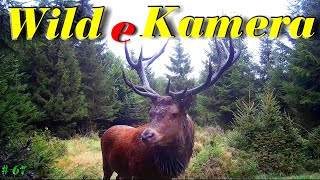 Wildkamera Trail Cam Part 67 Sechszehnender [upl. by Gilpin]