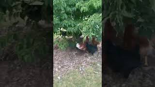 Chickens scampering chicken funny cute [upl. by Llednol]