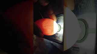 candling eggs 12 days [upl. by Vladimir]