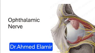 Trigeminal Nerve  Ophthalmic branch V1 [upl. by Adnorrahs]