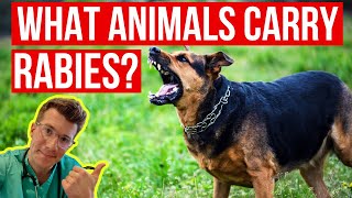 What animals carry RABIES How can I tell if an animal has rabies Doctor explains [upl. by Ruffi]