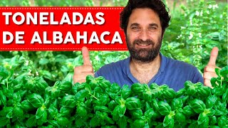 ALBAHACA 7 CONSEJOS QUE NECESITAS SABER [upl. by Ailaroc448]