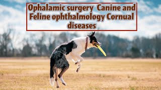 Ophalamic surgery Canine and Feline ophthalmology Cornual diseases [upl. by Valida545]