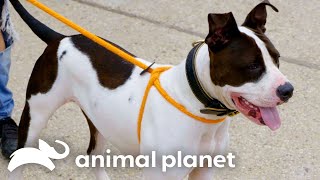 Frank Rescues a Pitbull Named Juice  Pit Bulls amp Parolees  Animal Planet [upl. by Nedroj]