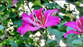 Determining the Effects on Plant Metabolites of Khairwal Bauhinia Purpurea Linn [upl. by Ahcire]