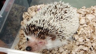 HEDGEHOG EYE INJURY  HARLEY UPDATE [upl. by Eilyac]