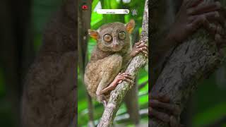 Uncovering the Secrets of Tarsiers Natures Nighttime Ninjas [upl. by Leagiba]