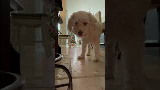 Coco asmr💕 goldendoodlelovers goldendoodle cutedog asmr dogs food doodlepup doodle doodles [upl. by Rainwater]