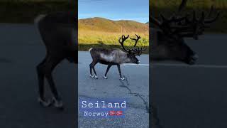 Reindeer in Norway🇳🇴 seiland National Park [upl. by Aara]