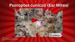 Understanding Ear Mites in Guinea Pigs Symptoms and Causes [upl. by Donatelli183]