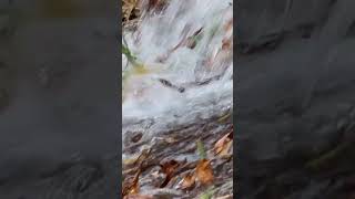 Flameback woodpecker on a huge old tree overlooking a stream abcnatureshorts natureandwildlife [upl. by Eiggem]