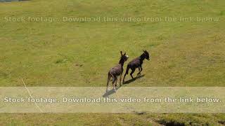 Two donkeys grazing and kicking with their feet on green field at sunny day [upl. by Enorel]