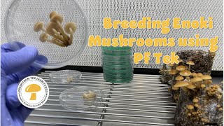 Breeding Enoki Mushrooms with PfTek [upl. by Yslek]