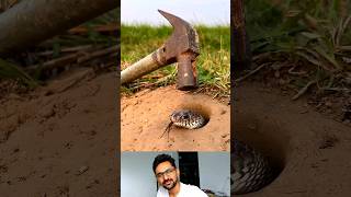 🐍 Best performance snake underground 😱 snake facts youtubeshorts [upl. by Erual]