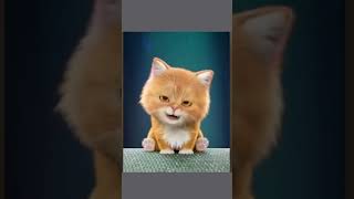 Dancing Cat kitten kitten😻 😸🎤cat cuteanimals funny shortvideo shorts cutepets [upl. by Morice]