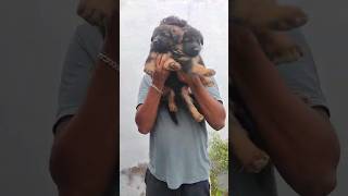 German Shepherd Bush Coat Puppies tamil pets puppy dogs germanshepherd gsd shorts [upl. by Mushro]