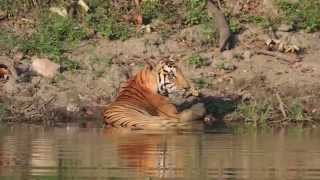 Beautiful Tiger drinking water [upl. by Gnuoy]