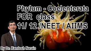 Phylum  Coelenterata  cnidaria FOR class 11 12 NEET  AIIMS By DR KAMLESH NARAIN [upl. by Pheni]