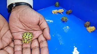 Pacman Frogs at Karnataka Aquarium [upl. by Iron]