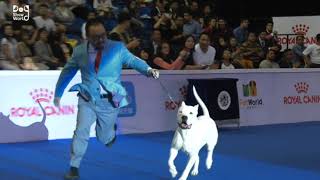 National dog show 2024  Dog show 2024 [upl. by Enisaj437]