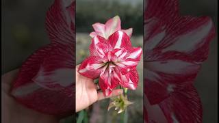 amaryllis plant care  how to grow amaryllis flower  shortsytviralSonu Sharma gardeningflowers [upl. by Harts]