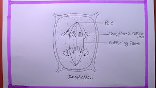 How To Draw Anaphase [upl. by Holbrooke342]